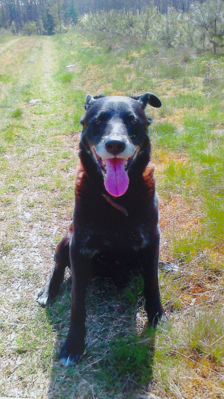 schwarzer Border Collie Labrador Mix alt, Borador ausgewachsen, Labi Mix, Mischlingshund mit Labrador und Collie, Borderlab, Lab Collie, Collidor, Labrador-Collie, Labcollie, Collie-Lab-Mix, Mischlingsrüde