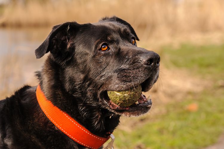 Bordeaux Dogge Labrador Mischling Hund,Hunderasse,Fleischfresser,Halsband,Arbeitstier,Hundehalsband,Begleithund,Gras,Schnauze,Sportliche Gruppe,