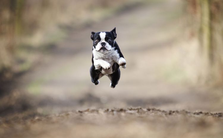 Wirbeltiere, Canidae, Hund, Wildtiere, Hunderasse, Schnauze, Boston Terrier springt und fliegt förmlich durch die Luft, schwarz weißer Terrier, Fleischfresser, Sporting Group