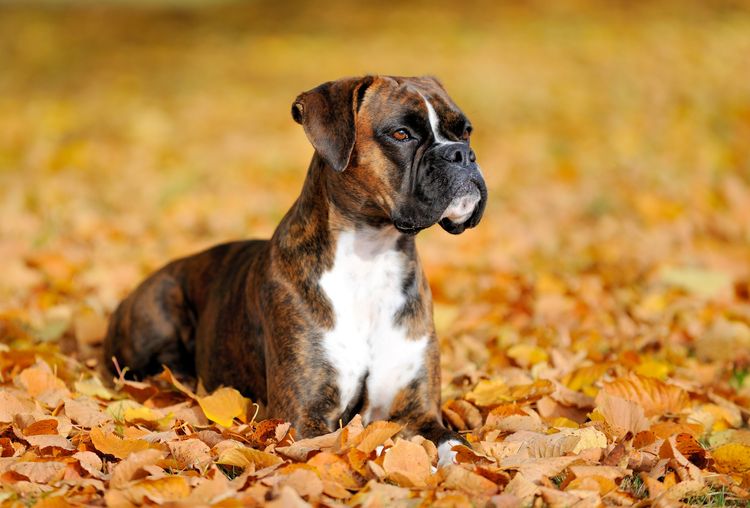 Boxer gestromt im Herbst Hund, Säugetier, Wirbeltier, Hunderasse, Canidae, Boxer, Welpe, Schnauze, Fleischfresser, Begleithund, Boxerhund im Laub gestromt, großer Hund mit Schlappohren