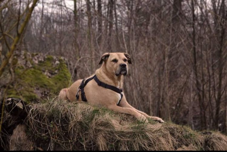 Hund,Fleischfresser,Pflanze,Baum,Hunderasse,Rehkitz,Gras,Sportgruppe,Begleithund,Wildtiere,