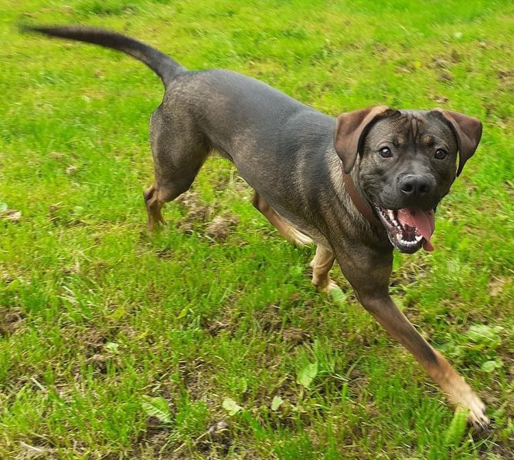 Hund,Fleischfresser,Hunderasse,Halsband,Arbeitstier,Kitz,Pflanze,Gras,Begleithund,Hundehalsband,