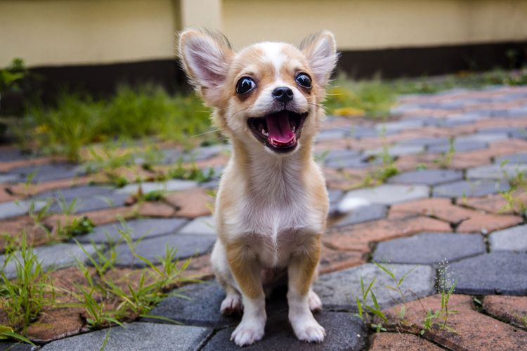 Hund, Säugetier, Wirbeltier, Canidae, Hunderasse, Rasse ähnlich walisischer Pembroke-Corgi, Hund ähnlich walisischer Corgi, Fleischfresser, Chihuahua Langhaar braun weiß