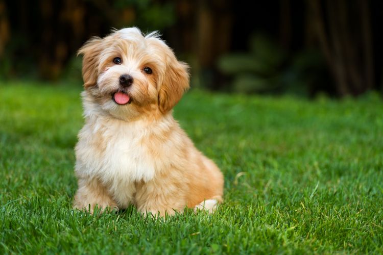 Hund, Säugetier, Wirbeltier, Hunderasse, Canidae, Rasse ähnlich Maltepoo, Welpe, Fleischfresser, Rasse ähnlich Cavachon, Gras, braun weißer Havaneser Hund