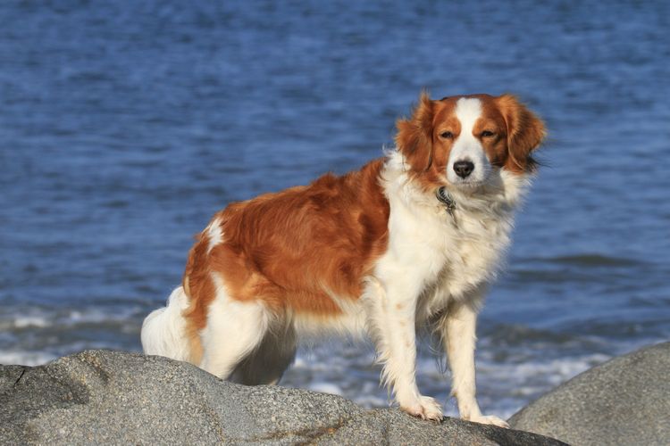 Chien, Mammifère, Vertébré, Race de chien, Canidae, Kooikerhondje brun blanc, Carnivore, Chien de compagnie, Groupe sportif, Race similaire au Welsh Springer Spaniel,