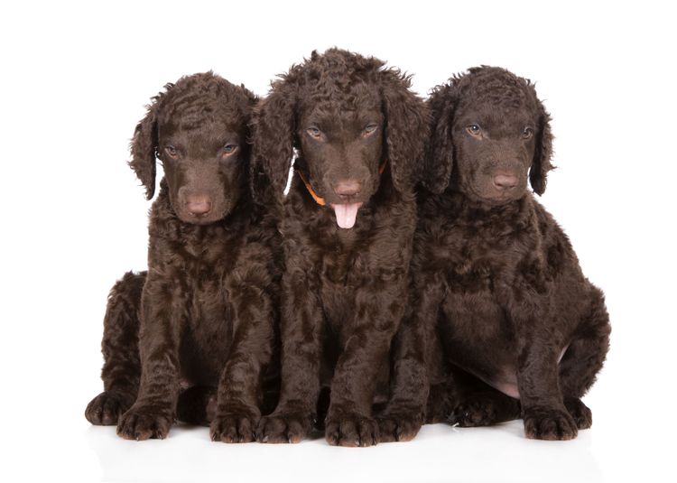 Hund, Wirbeltier, Canidae, Hunderasse, Hund ähnlich amerikanischer Wasserspaniel,  Rasse ähnlich irischer Wasserspaniel, Spaniel, Sporting Group, Fleischfresser, Wasserhund, Curly Coated Retriever, Schaut aus wie ein Pudelmischling ist aber ein reinrassiger brauner großer Hund mit Locken