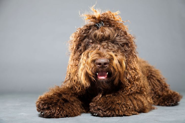 Hund, Säugetier, Wirbeltier, Canidae, Hunderasse, Barbet, Sporting Group, Fleischfresser, brauner Barbet mit Haarspange im Fell liegt vor grauem Hintergrund