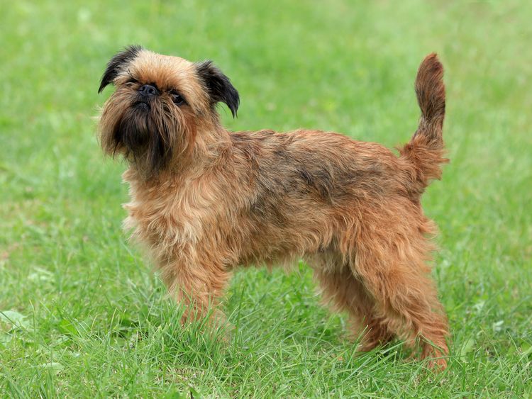 Hund, Säugetier, Wirbeltier, Hunderasse, Canidae, Fleischfresser, Griffon Bruxellois, Begleithund, Sporting Group, Terrier, brauner Belgische Zwerggriffons steht auf Wiese