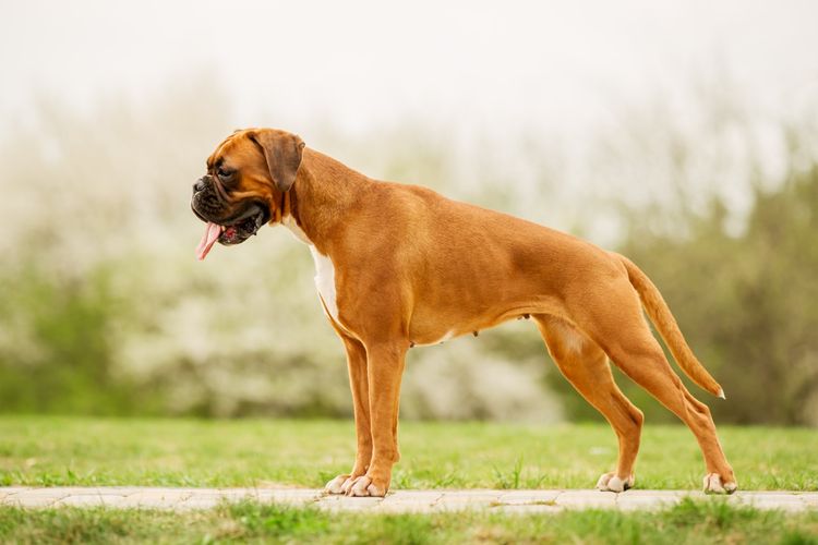 Brauner Boxer im Profil auf der Wiese Brauner Boxer im Profil auf der Wiese