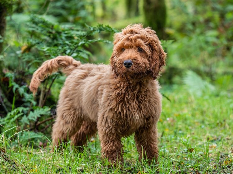 Brauner Cockapoo in der Natur