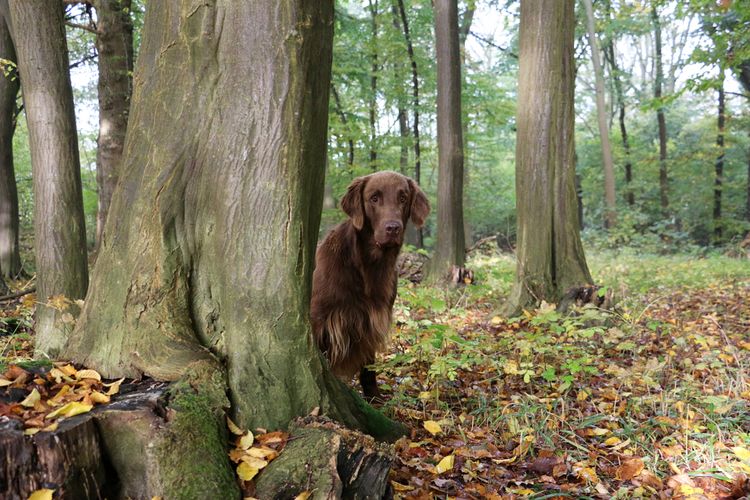 brauner großer Hund mit langen glatten Haaren der aussieht wie ein Labrador ist aber ein flatcoated Retriever