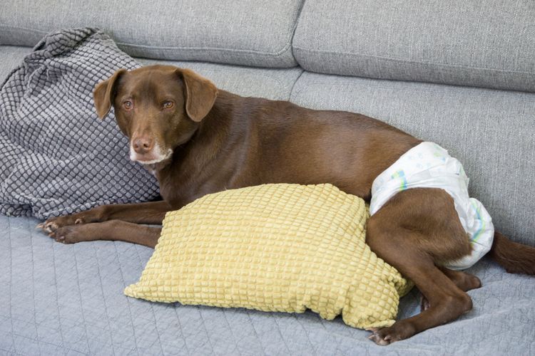 Hund mit Windel liegt auf der Couch, trächtige Hündin mit Windel, Nach der Operation trägt der Hund eine Windel, inkontinenter Hund, Inkontinenz beim Hund, alter brauner Hund, großer brauner Hund mit kurzem Fell