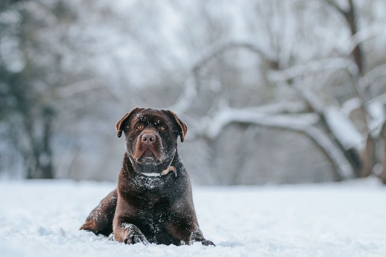 brown labrador in the snow Protect paws from cold and snow, labrador, snow
