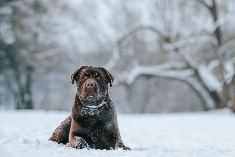 Protect paws from cold and snow, labrador, snow