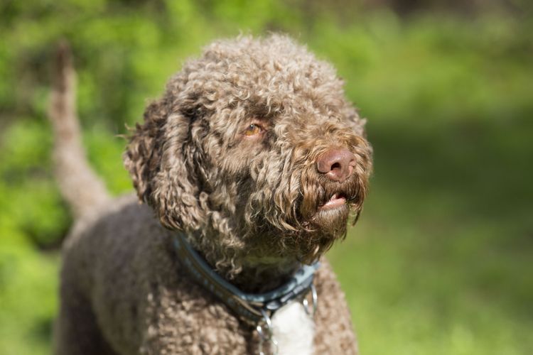 Hund, Säugetier, Wirbeltier, Canidae, Hund ähnlich spanischer Wasserhund, Hunderasse, brauner Lagotto romagnolo, Rasse ähnlich portugiesischer Wasserhund, Fleischfresser, Sporting Group, italienischer Hund der für die Trüffelsuche eingesetzt wird