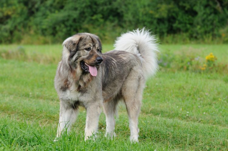 großer brauner Hund mit langem Fell und gerollter Rute, gefächerte Rute, Hund mit Kippohren, Hund ähnlich Golden Retriever, Hund mit viel Bisskraft, russische Hundrasse, Russischer Owtscharka