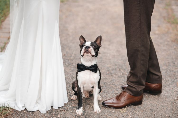 Dog at the wedding, installation of the dog at the wedding, dog decoration at the wedding, ring bearer dog