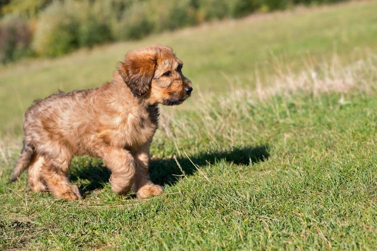 Briard puppy on meadow Respiratory diseases in autumn and winter in dogs