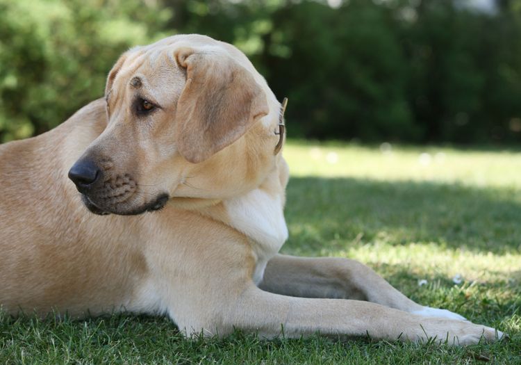 Hund, Säugetier, Wirbeltier, Hunderasse, Canidae, Rasse ähnlich Labrador Retriever, Retriever, Fleischfresser, Gras, Sporting Group, Broholmer Hund blond sehr große Hunderasse