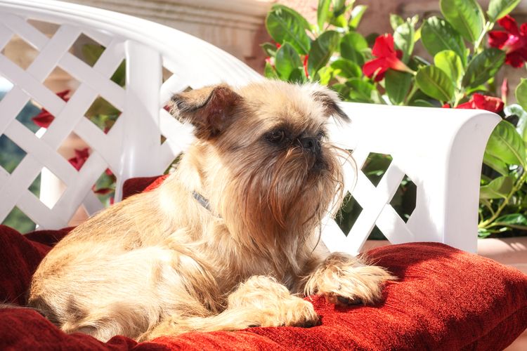 Brüsseler Griffon Mix Hund Pflanze,Hund,Hundezubehör,Hunderasse,Fleischfresser,Leber,Felidae,Kitz,Begleithund,Komfort,