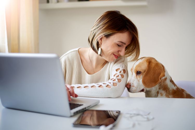 Office dog Beagle in home office Dog,Canidae,Nose,Companion dog,Beagle,Carnivore,Dog breed,Child,Electronic device,Sitting,