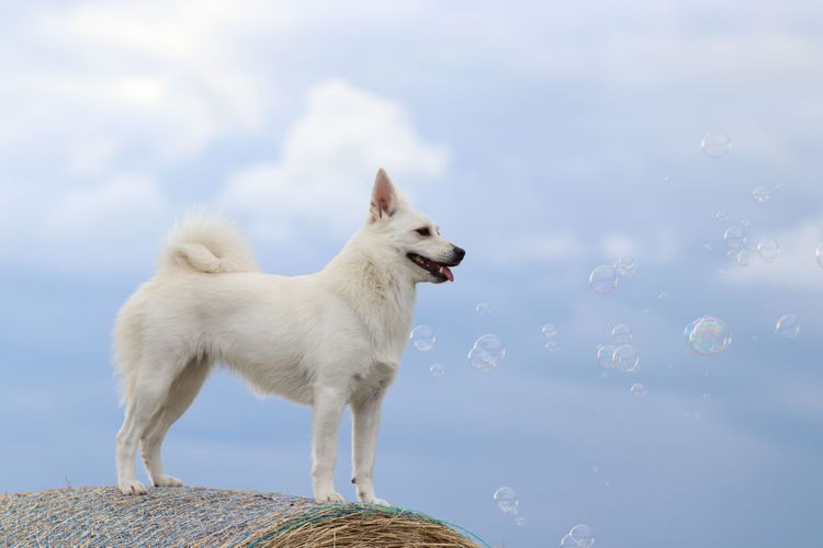 Hund, Säugetier, Wirbeltier, Canidae, Hunderasse, Fleischfresser, Kanaan-Hund, norwegischer Buhund steht im Freien, weißer mittelgroßer Hund