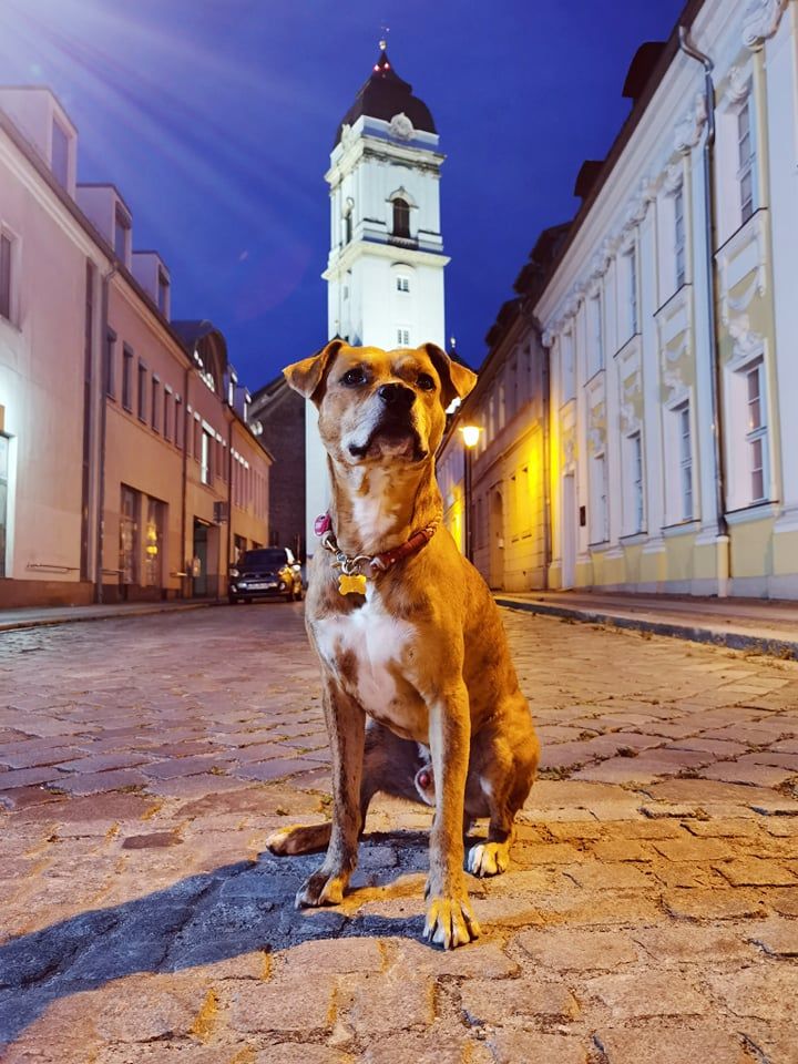 Hund, Himmel, Gebäude, Hunderasse, Fleischfresser, Fenster, Begleithund, Kitz, Straßenbelag, Bodenbelag,