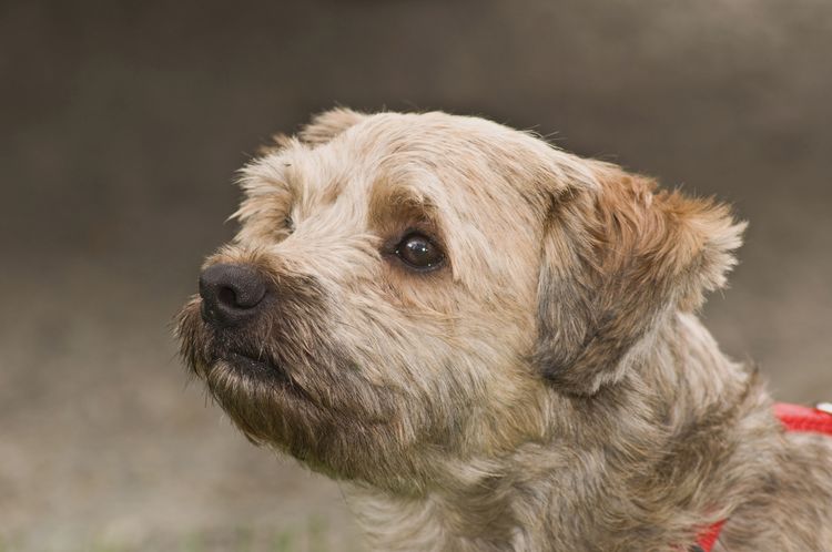 Hund,Fleischfresser,Hunderasse,Begleithund,Schnauze,Terrier,Terrestrisches Tier,Sportliche Gruppe,Kleiner Terrier,Arbeitstier,