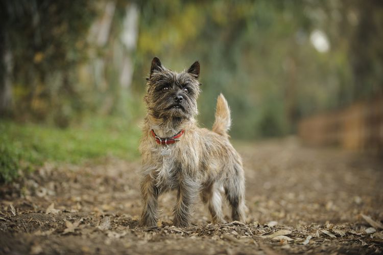 Cairn Terrier mit braun schwarzem Fell, rauhaariger Hund, Stehohren beim kleinen Hund der im Wald steht