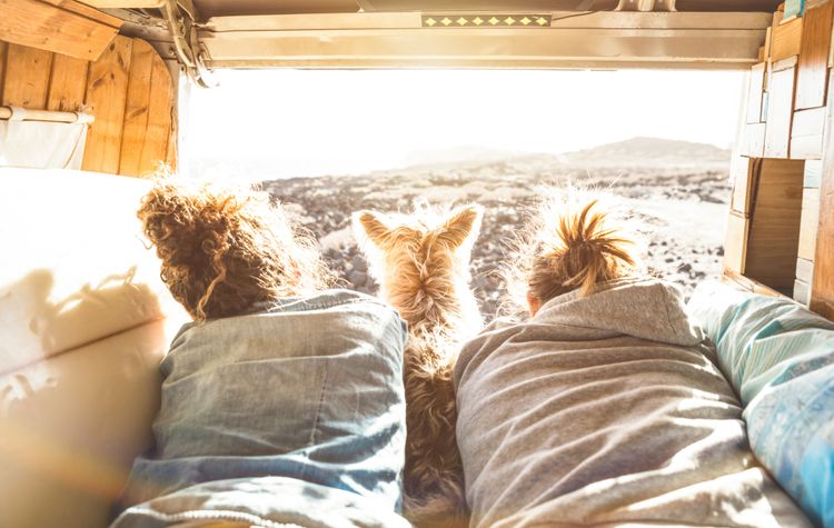 Camper Life with Dog bed, room, bedding, sunlight, furniture, bedroom, sheets, pillows, textiles, bedding, living in a camper with a dog, camping with a dog, caravan and dog, camping trip with dogs