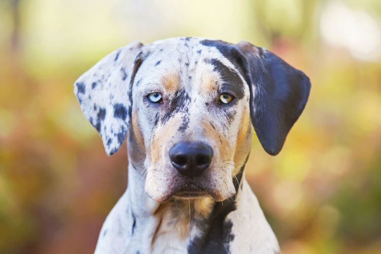 Catahoula kutya Merle Merle Factor kutyafajták