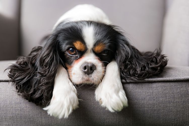 Hund, Säugetier, Wirbeltier, Hunderasse, Canidae, König Charles Spaniel, gelangweilter Cavalier König Charles Spaniel, Fleischfresser, Welpe, kleiner Begleithund,