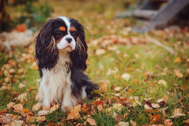 Cavalier King Charles Spaniel im Laub auf Wiese