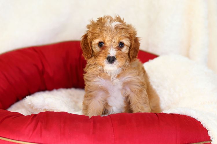 Hund, Säugetier, Wirbeltier, Hunderasse, Canidae, Maltepoo, Cavapoo, Welpe, Begleithund, Fleischfresser,