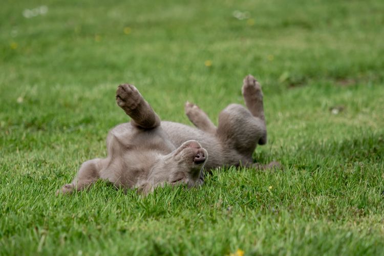 Chiot Labrador argenté