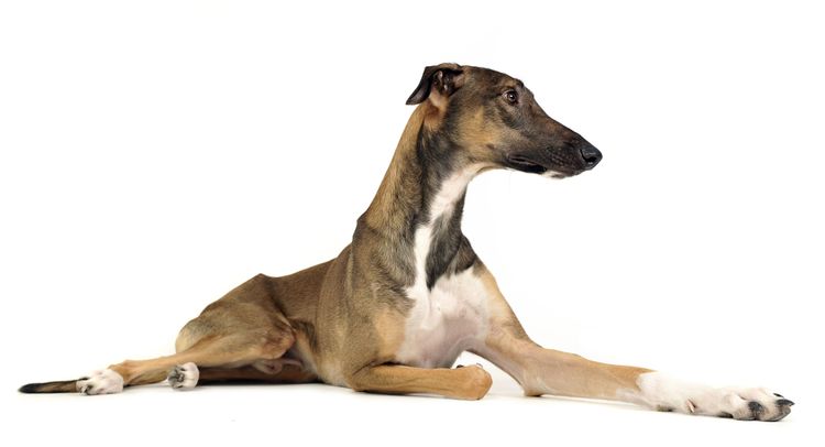 Tabla de mentiras del perro polaco Perro, mamífero, vertebrado, Canidae, raza de perro, raza similar al whippet, carnívoro, hortaya borzaya, raza similar al galgo italiano, Magyar agár,