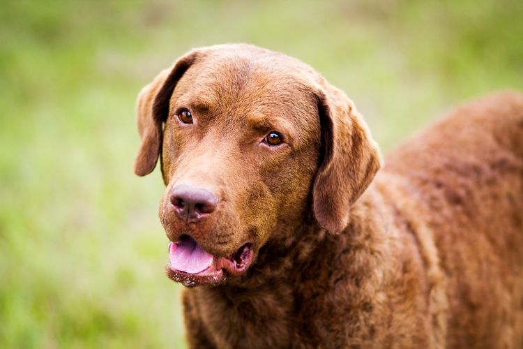 Hund, Pflanze, Fleischfresser, Hunderasse, Leber, Kitz, Arbeitstier, Gras, Begleithund, Schnauze,