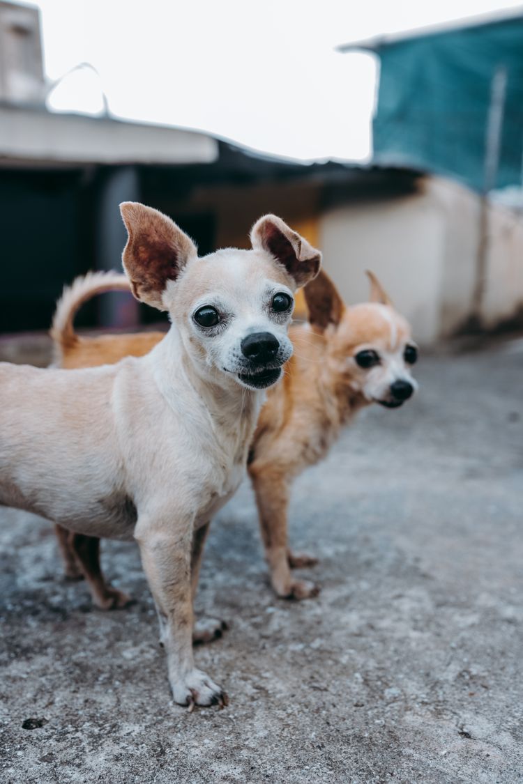 Chihuahua Hunde Hund,Wirbeltier,Fleischfresser,Säugetier,Hunderasse,Himmel,Kitz,Begleithund,Schnauze,Arbeitstier,