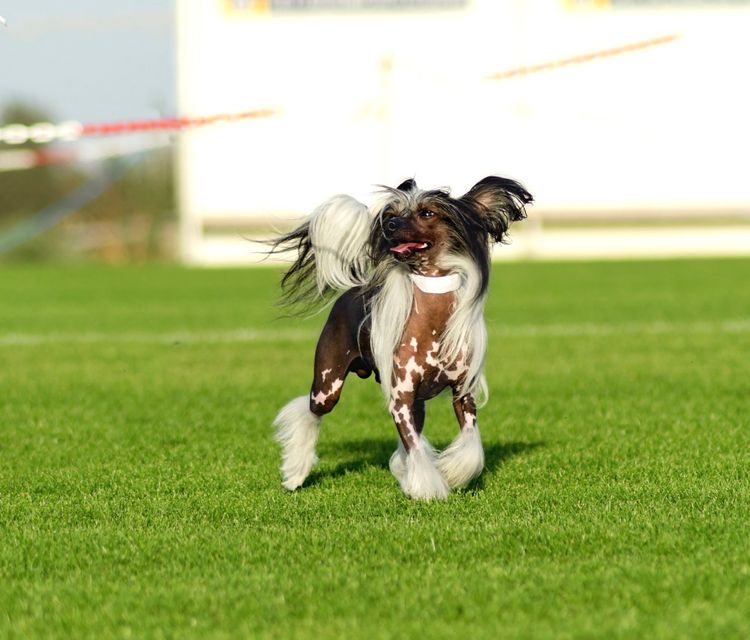 Chinesischer Schopfhund läuft auf Wiese Chinesischer Schopfhund läuft auf Wiese