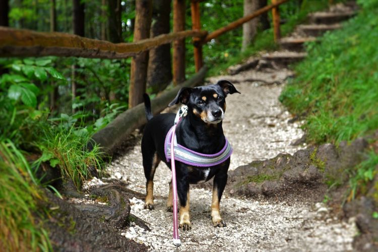 Hund, Pflanze, Fleischfresser, Zaun, Hunderasse, Arbeitstier, Halsband, Kitz, Begleithund, Gras,