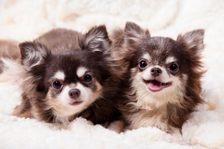 Mammal, Vertebrate, Dog, Canidae, Dog breed, Puppy, Skin, Companion dog, Snout, Carnivore, Choco Tan Chihuahua laughing, Small dog with long coat and prick ears