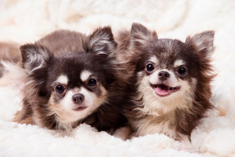 Mamífero, Vertebrado, Perro, Canidae, Raza de perro, Cachorro, Piel, Perro de compañía, Hocico, Carnívoro, Choco Tan Chihuahua risueño, Perro pequeño de pelo largo y orejas puntiagudas