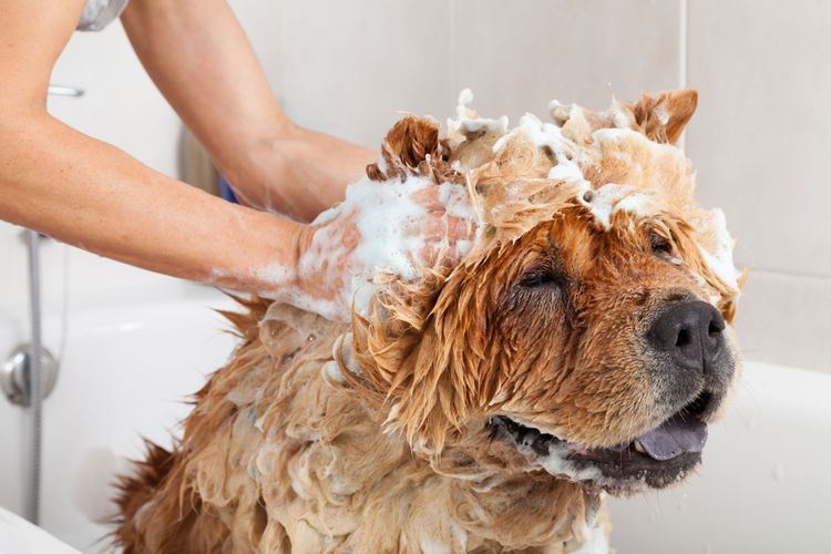 Hund, Säugetier, Canidae, Hunderasse, Fleischfresser, Begleithund, Fell, Sportgruppe, Schnauze, Chowchow waschen mit einem Hundeshampoo in der Badewanne