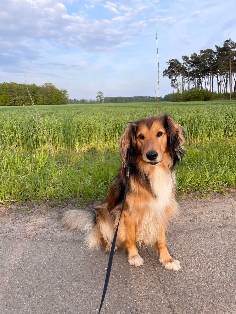 Hund, Himmel, Wolke, Pflanze, Fleischfresser, Hunderasse, Baum, Begleithund, Kitz, Gras,