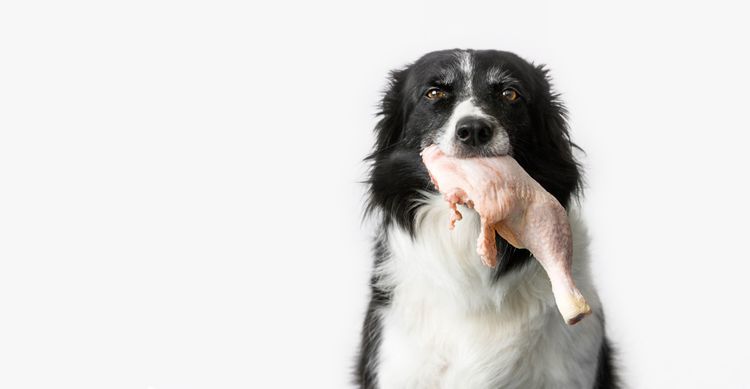 collie come pollo Perro, mamífero, vertebrado, raza de perro, Canidae, carnívoro, stabyhoun, border collie se come un pollo crudo, barfing, vomitar, alimentar correctamente, comida cruda, alimentar con pollo, perro de compañía, bozal,