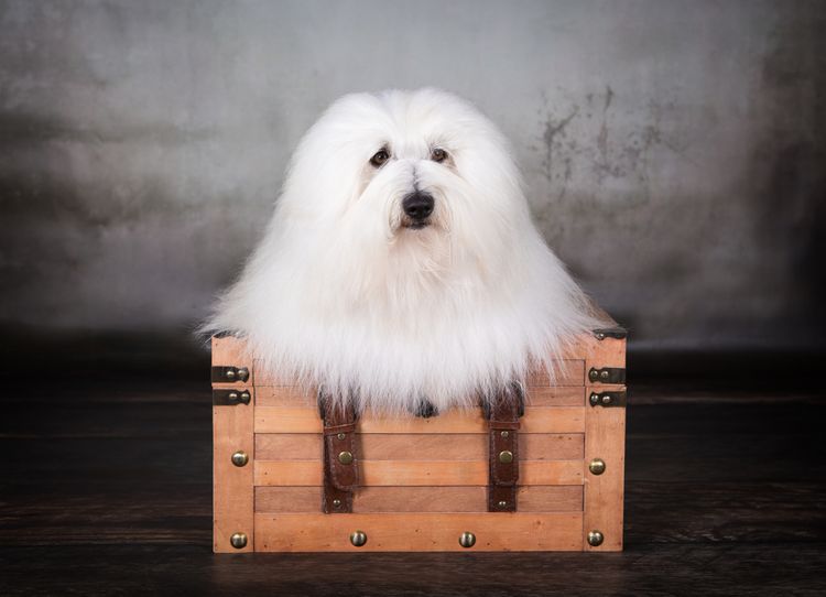 Coton de Tulear weiß glattes Fell, Hund ähnlich Bologneser und Havaneser, Hund der auch Baumwollhund genannt wird, Allergikerhund, Hunderasse für allergische Personen, Allergie gegen Hundehaare kann mit dieser Rasse aus dem Weg geräumt werden, Hund ähnlich Bichon Frise, weiße kleine Hunderasse für Anfänger, Hund für Kinder, Kinderhunderasse, Familienhund, Hund der für eine Hundeshow gekämmt wurde, geglättetes Fell beim Hund, Hund sitzt auf einer Box und hat sehr langes Fell