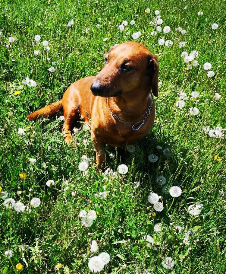 Blume, Pflanze, Hund, Menschen in der Natur, Grün, Hunderasse, Fleischfresser, Gras, Rehkitz, Begleithund,