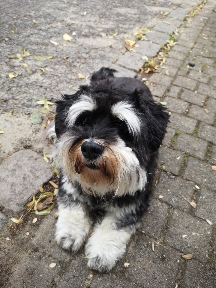 Hund,Fleischfresser,Hunderasse,Straßenbelag,Spielzeughund,Wasserhund,Begleithund,Asphalt,kleiner Terrier,Schnauze,