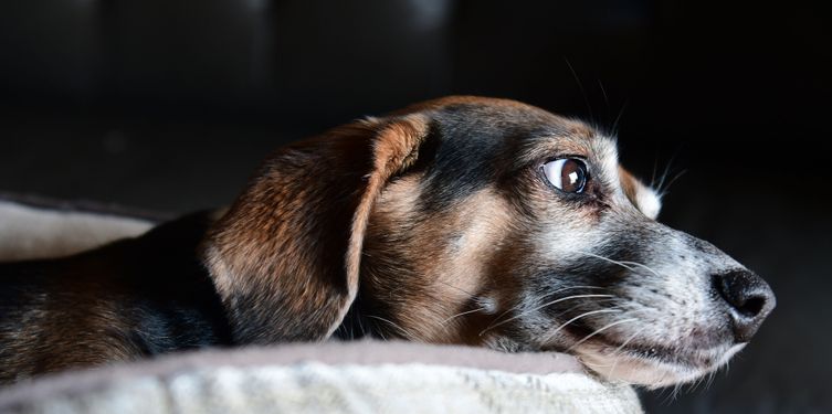 tränendes Auge beim Hund