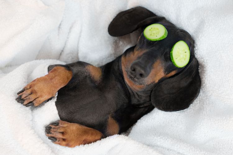 Canidae, dog breed, dog, muzzle, carnivore, puppy, dachshund does wellness and has cucumbers on his eyes and sleeps in a bed, small brown black dog
